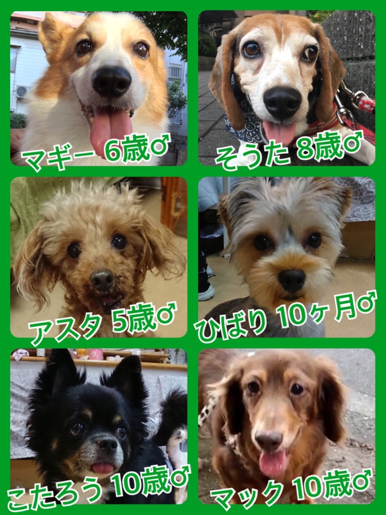 【今日の里親様募集中ワンコ🐶メンバー🐾2018,7,17】